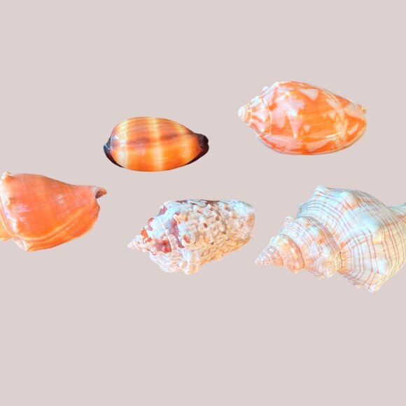 5 Different Sea Shells 1 Sand Dollar w/ Original Painting Signed by Dean Unique - Picture 5 of 13